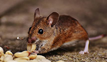 24 Hour & Emergency Exterminators in Crested Butte So, CO